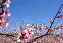 平谷桃花节是几月几日 平谷桃花节是什么时候