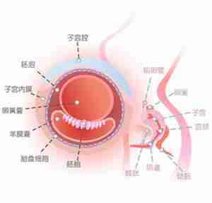 怀孕3周胎儿图