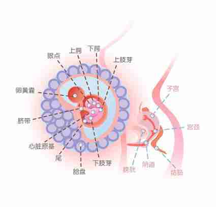 怀孕六周胎儿图