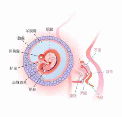 怀孕7周胎儿图