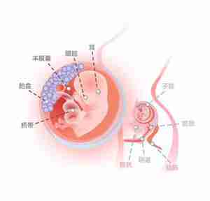 怀孕12周胎儿图