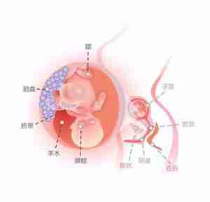 怀孕15周胎儿图