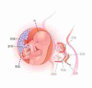 怀孕16周胎儿图