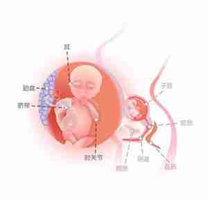 怀孕17周胎儿图
