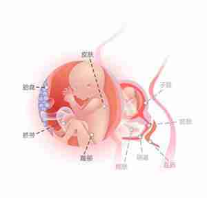 怀孕20周胎儿图
