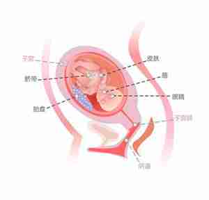 怀孕22周胎儿图