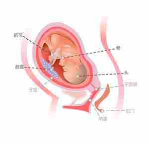 怀孕29周胎儿图