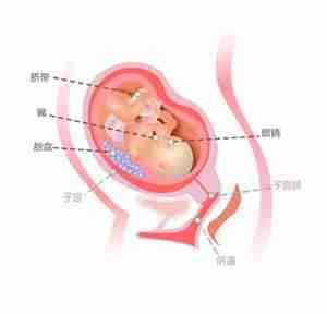 怀孕27周胎儿图