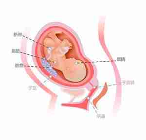 怀孕28周胎儿图