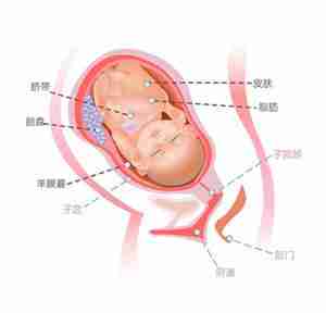 怀孕39周胎儿图