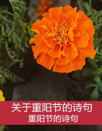 重阳节的诗句：重阳席上赋白菊